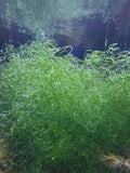 Chaeto macroalgae