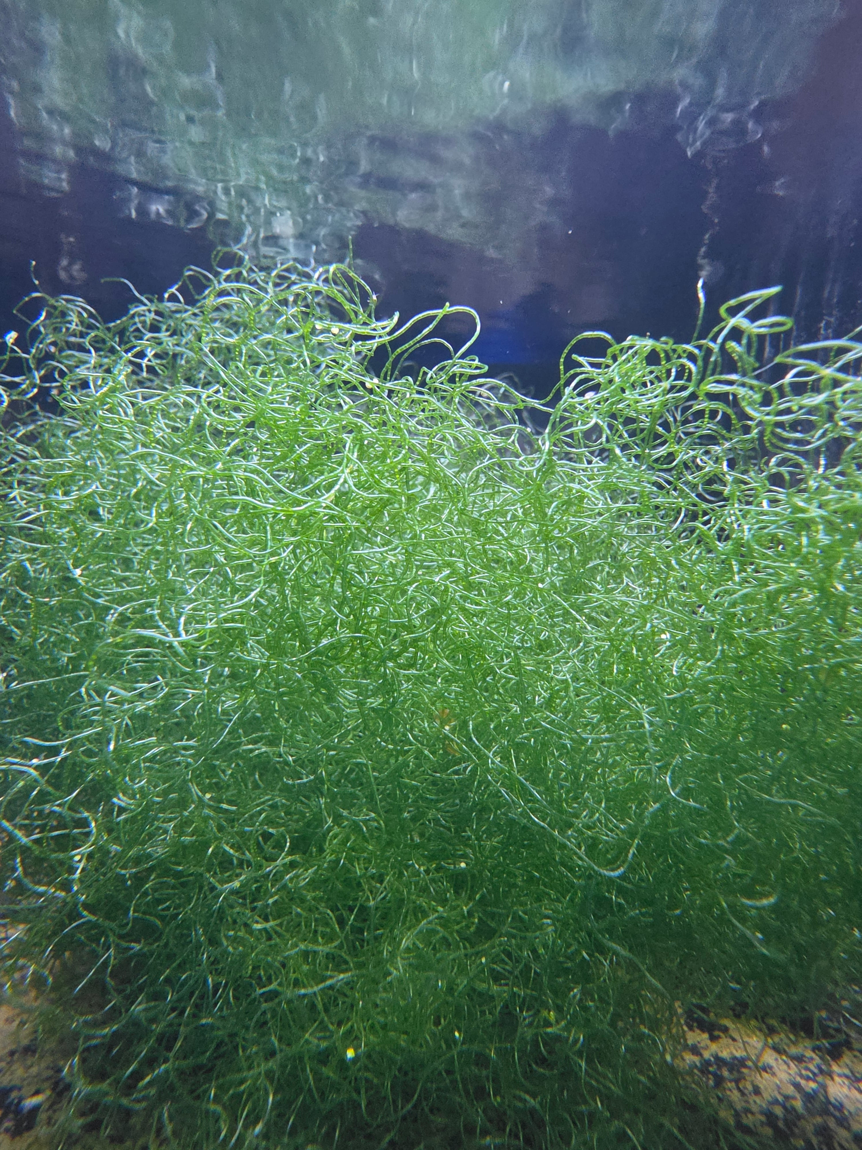 Chaeto macroalgae