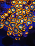 Gatorade zoa's