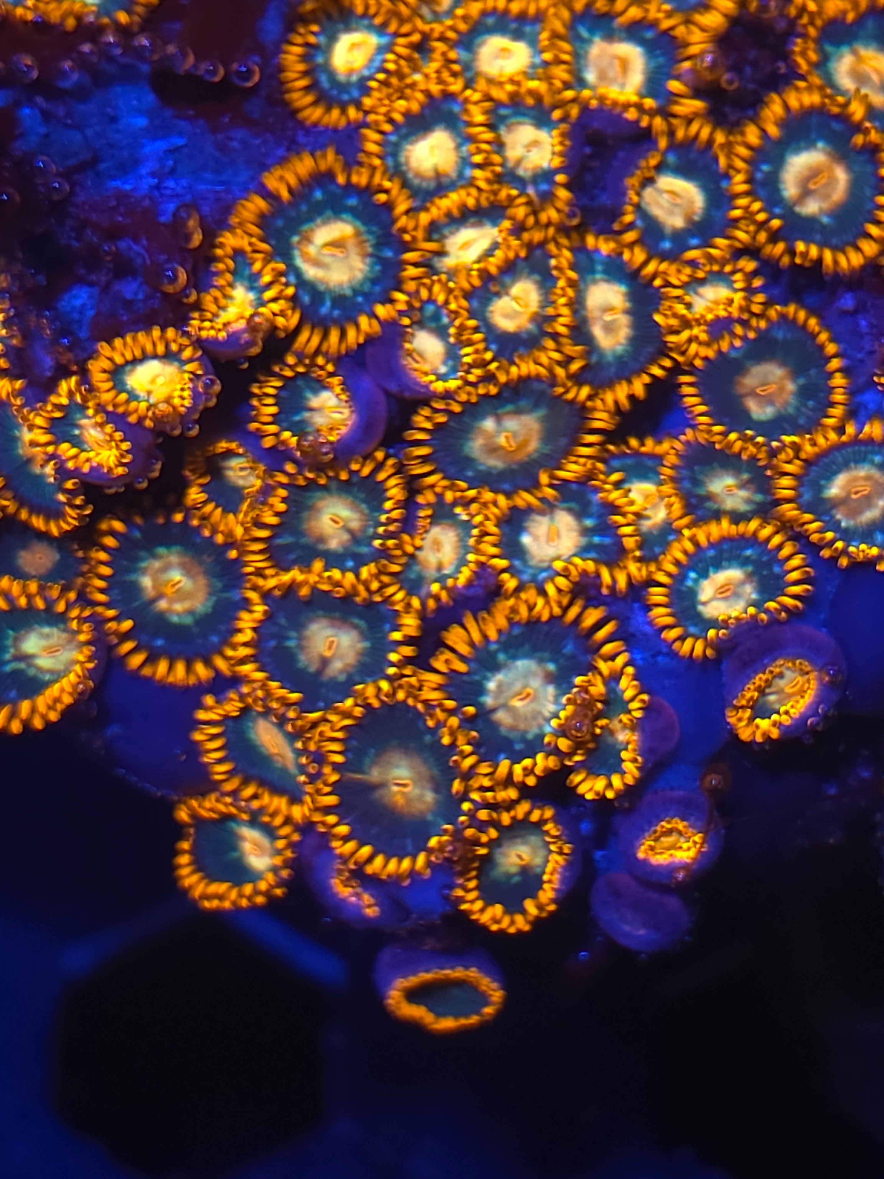 Gatorade zoa's