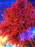 Atomic broccoli mico algae