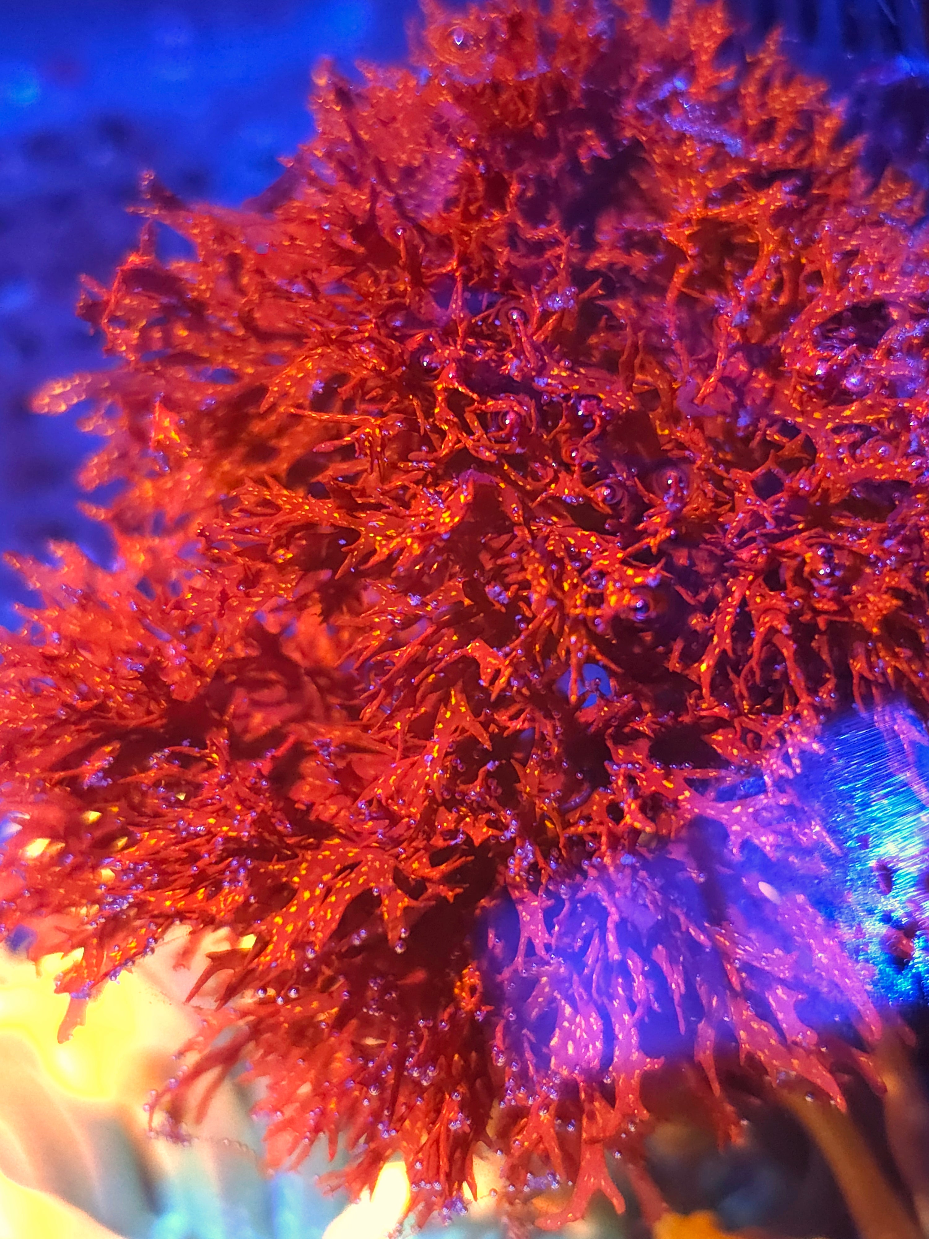 Atomic broccoli mico algae