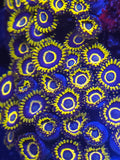 Purple Hornet Zoa's