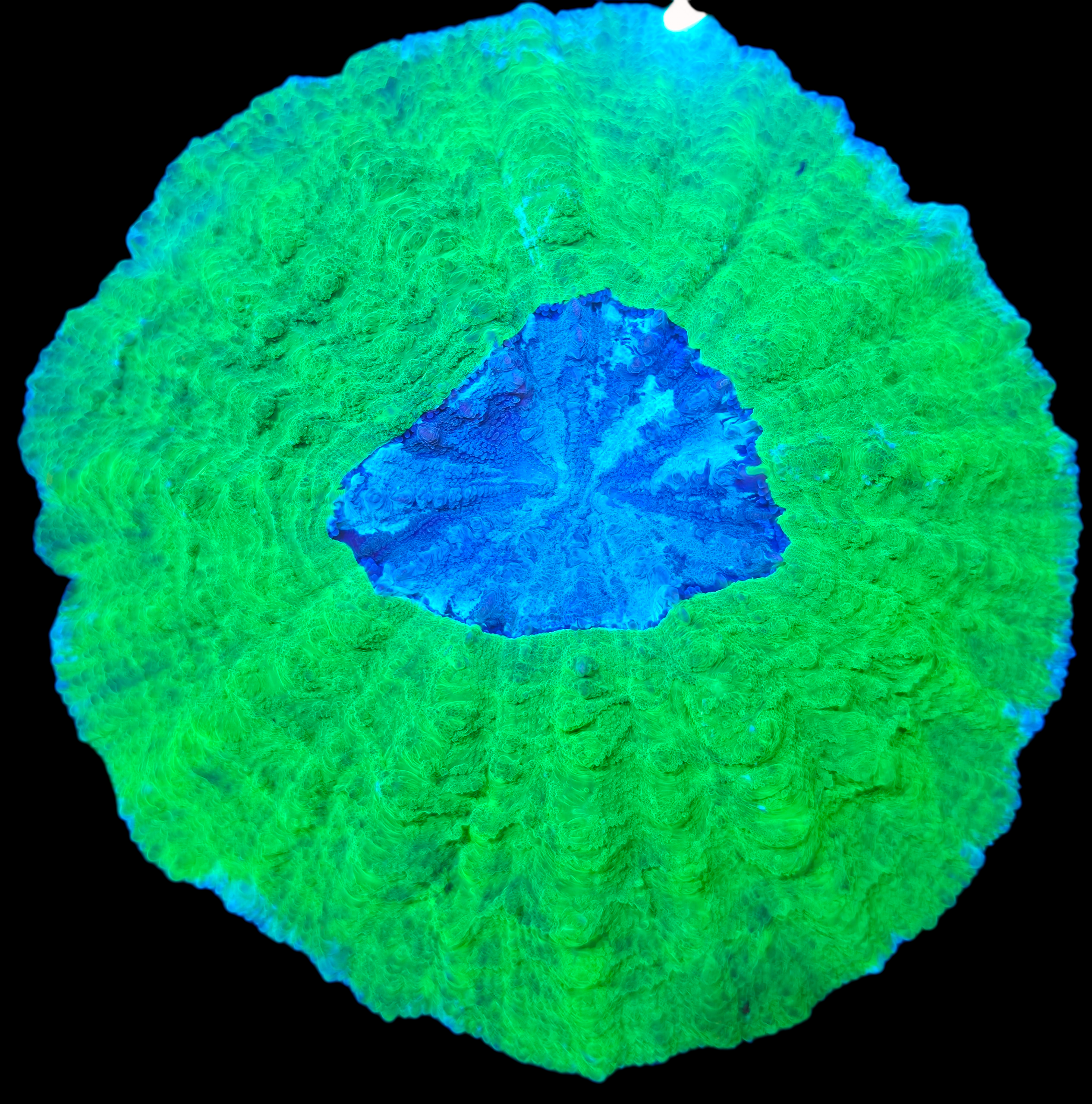 XL Blue mouth Acantho