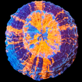 Ultra Rainbow Acantho
