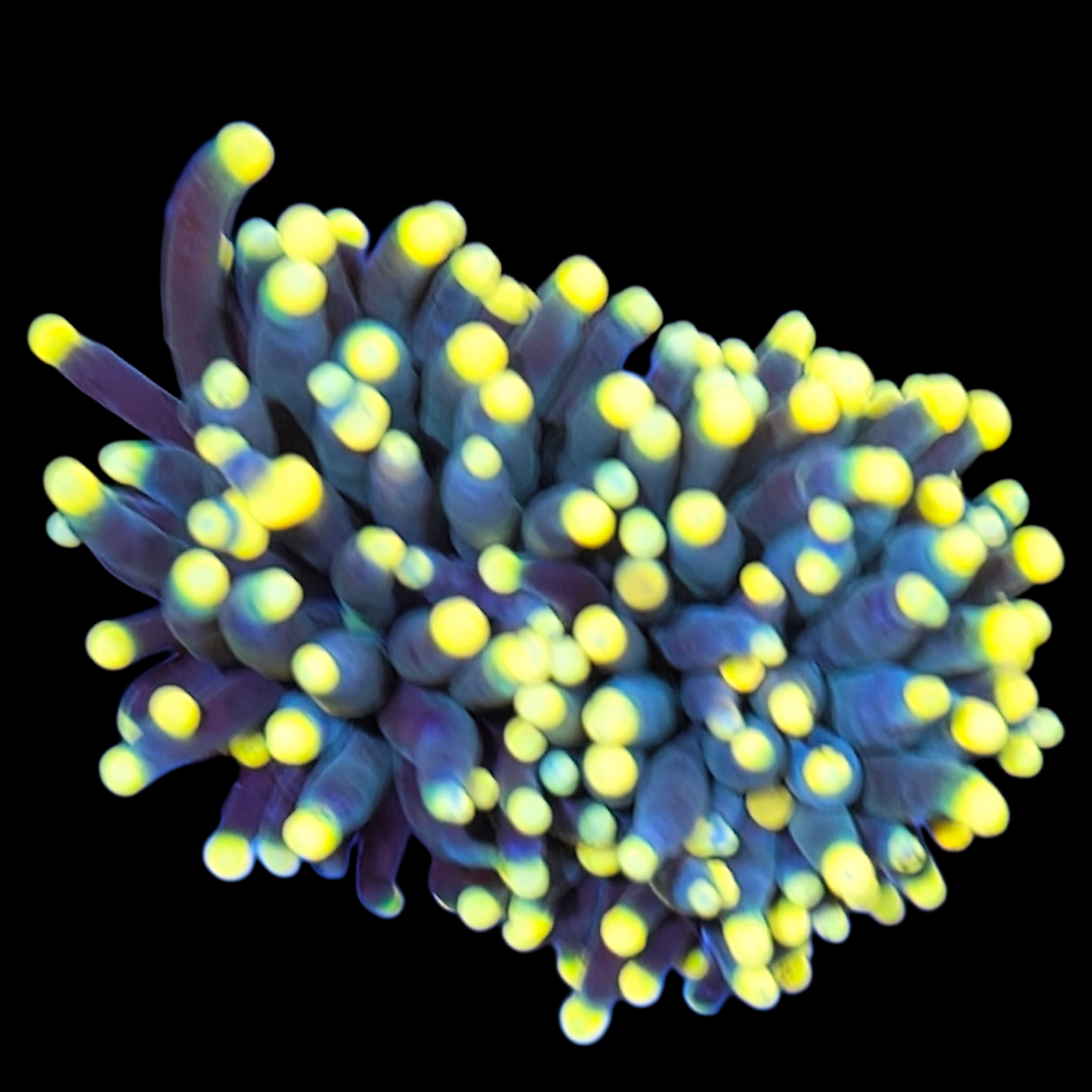 Yellow tip Indo green torch 2 heads