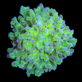 OG Frogspawn