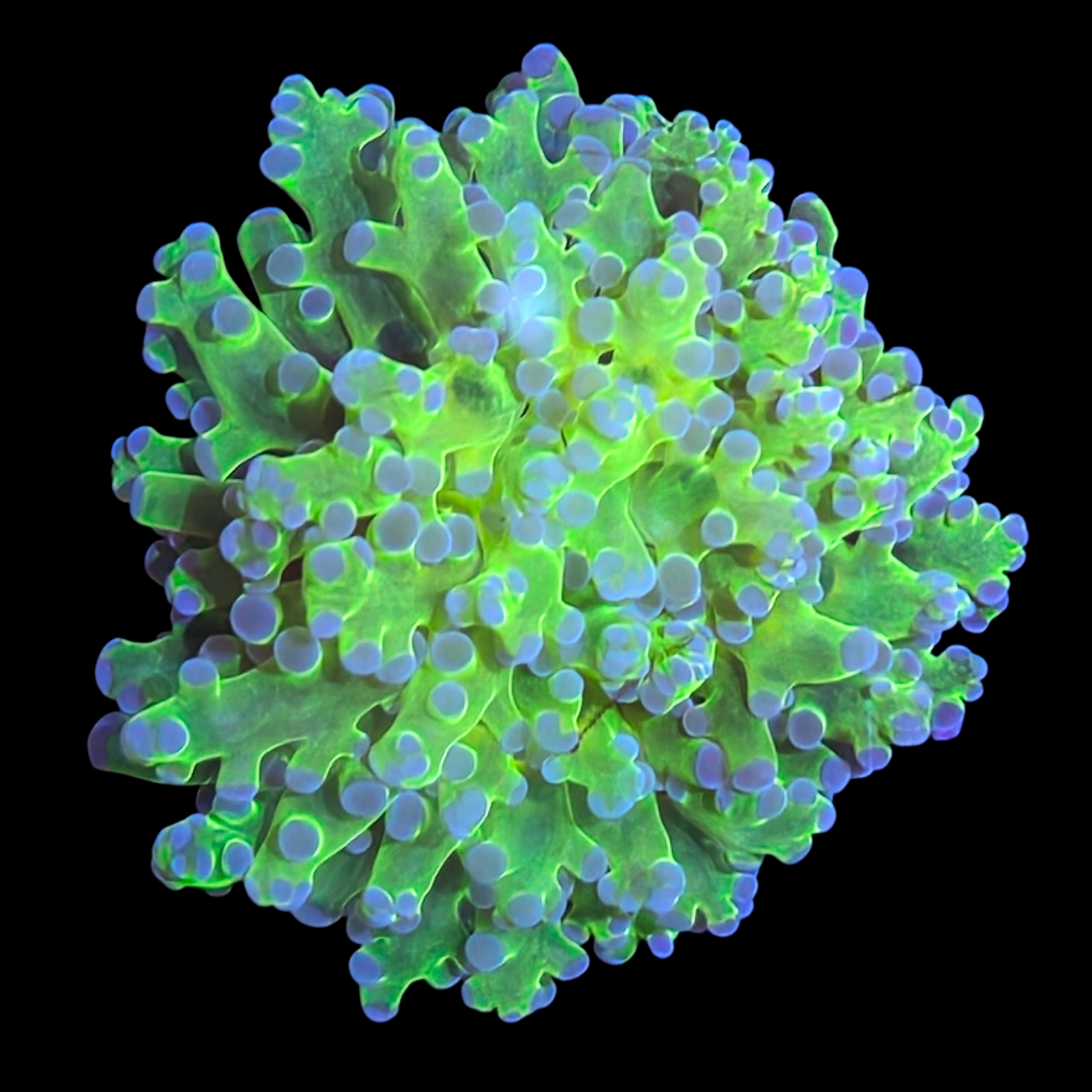 OG Frogspawn