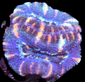 Gator Acan Double