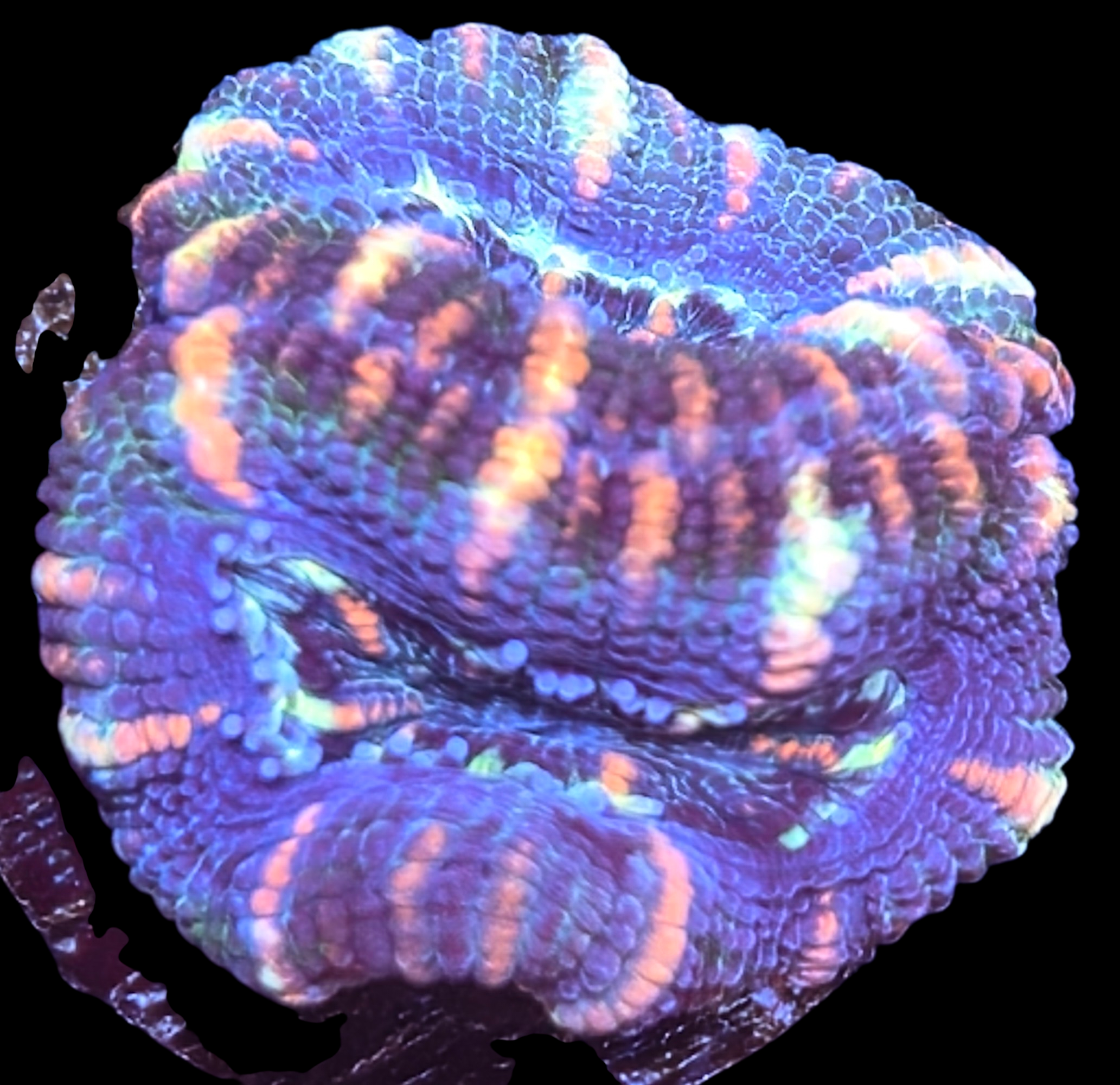 Gator Acan Double