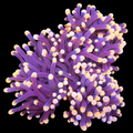 Malaysian Miami Torch Coral 2 heads