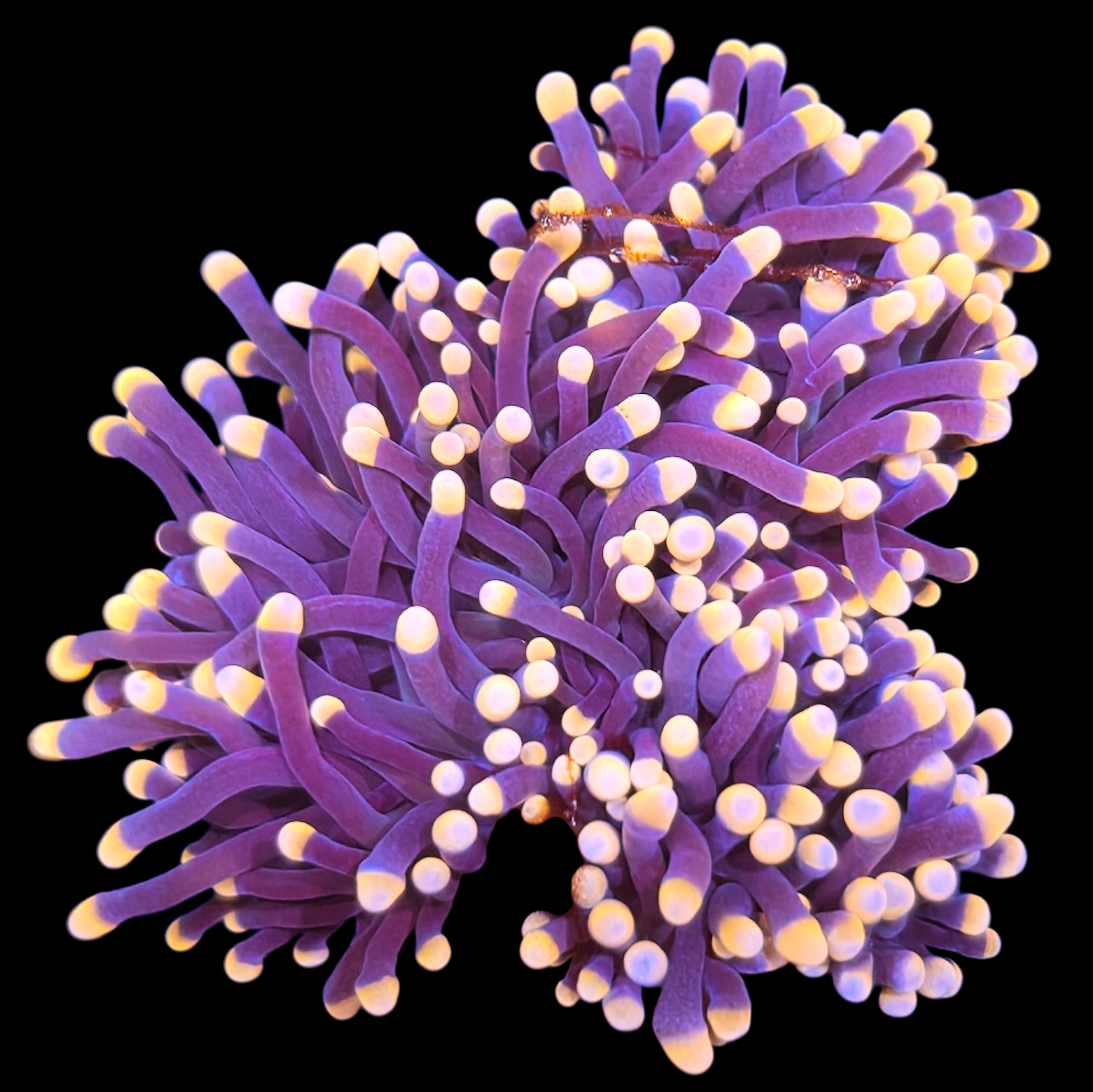 Malaysian Miami Torch Coral 2 heads