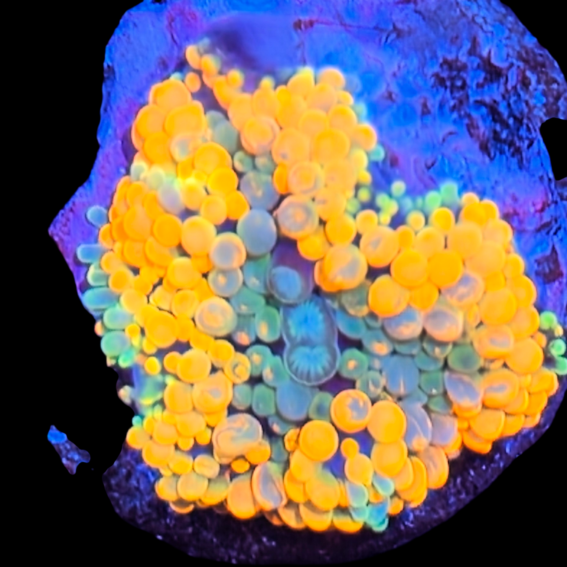 Orange Ricordia mushroom