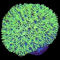 Kryptonite Green star polyps colony