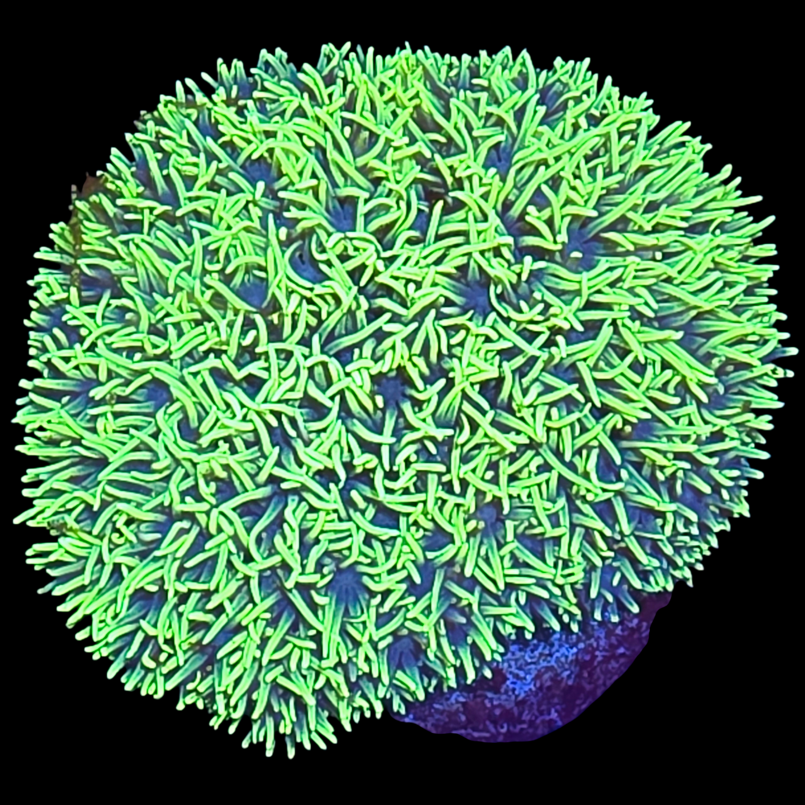 Kryptonite Green star polyps colony