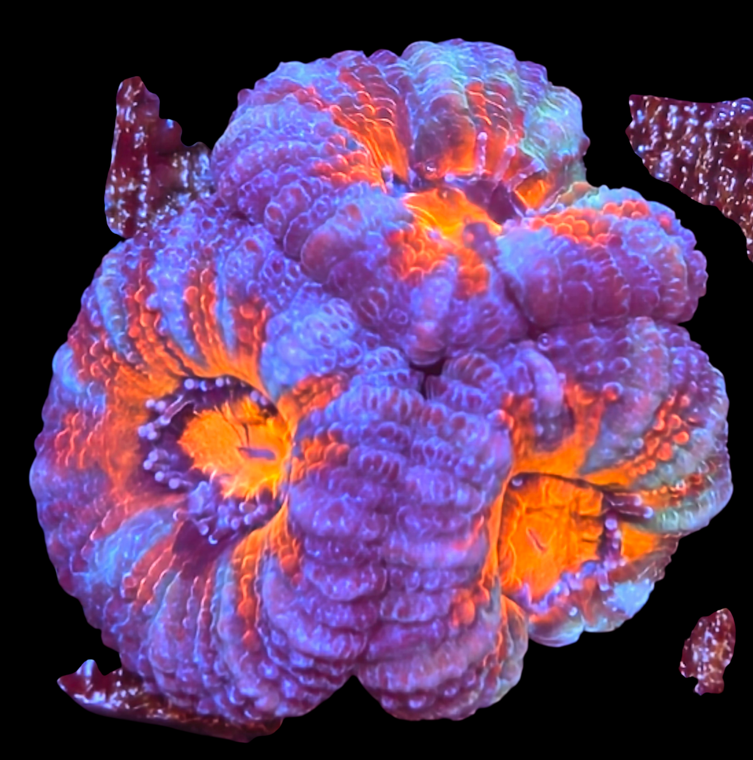 Ultra striped acan triple