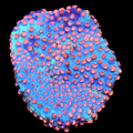 ORA Meteor shower Cyphastrea