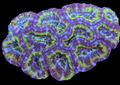 Ultra Deepwater acan colony