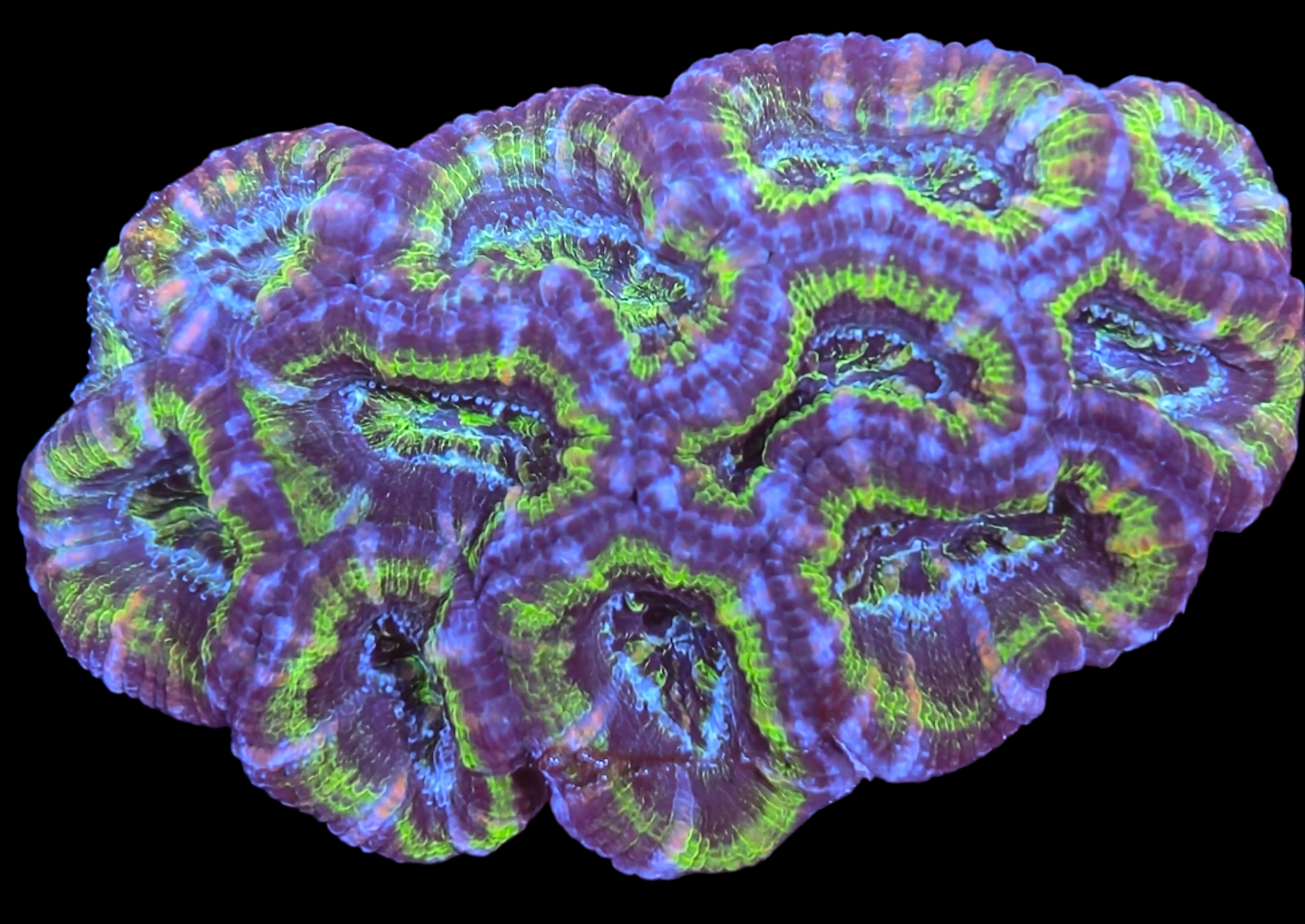 Ultra Deepwater acan colony