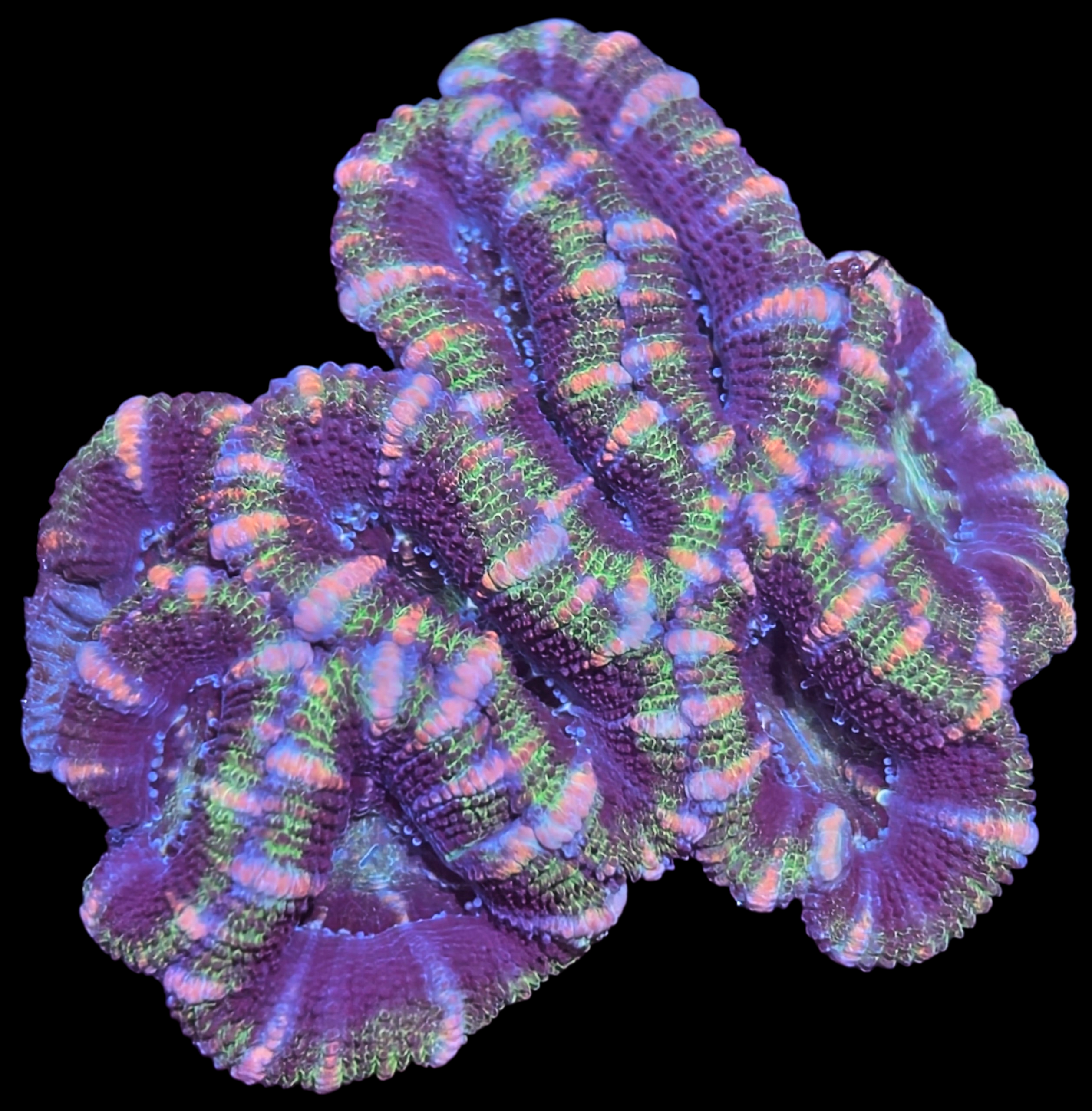 Pink strip Acan MIni colony
