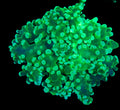 Neon Green Octospawn