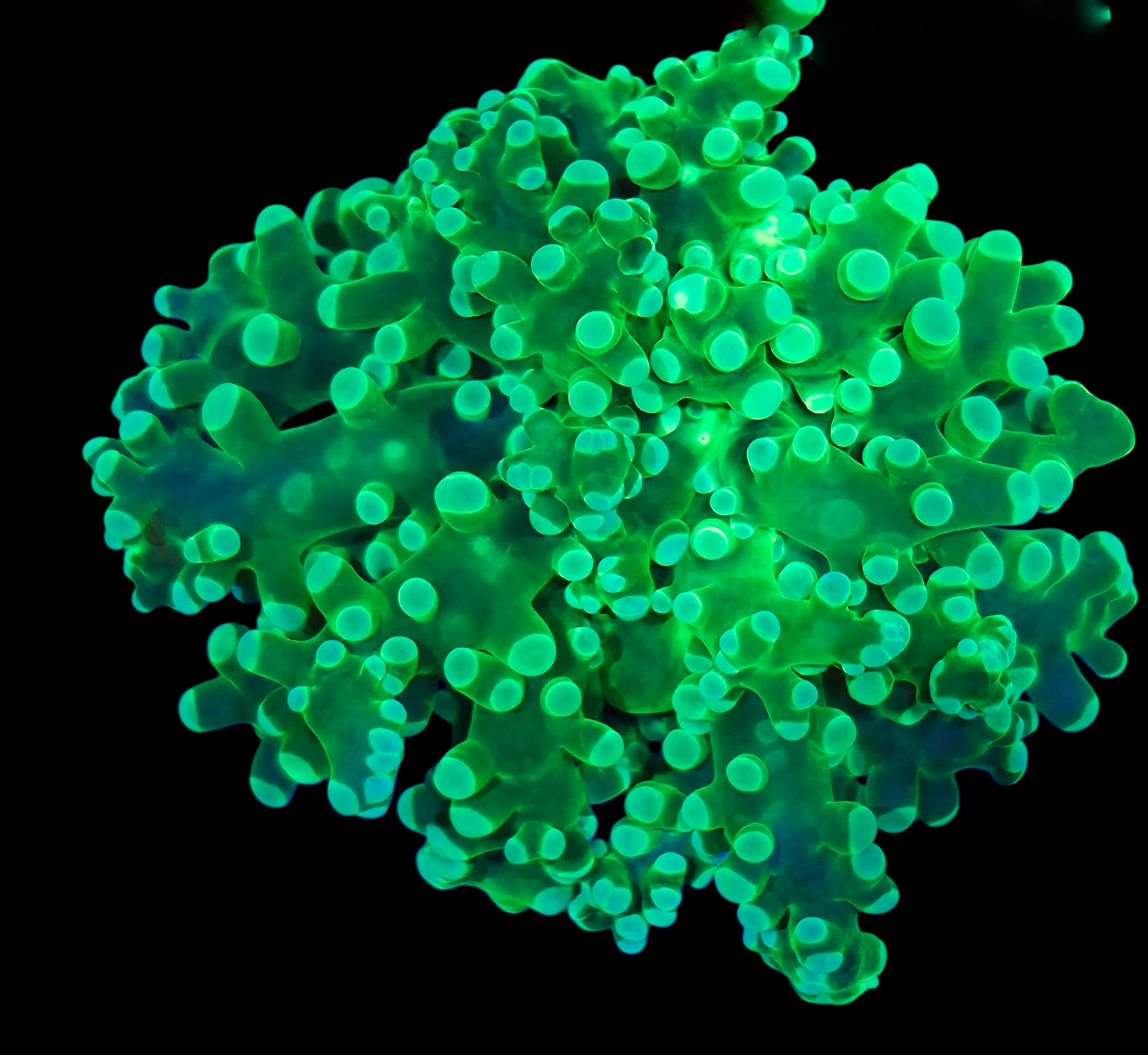 Neon Green Octospawn
